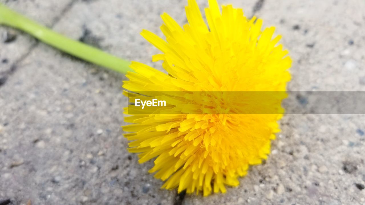 HIGH ANGLE VIEW OF YELLOW FLOWER ON PLANT