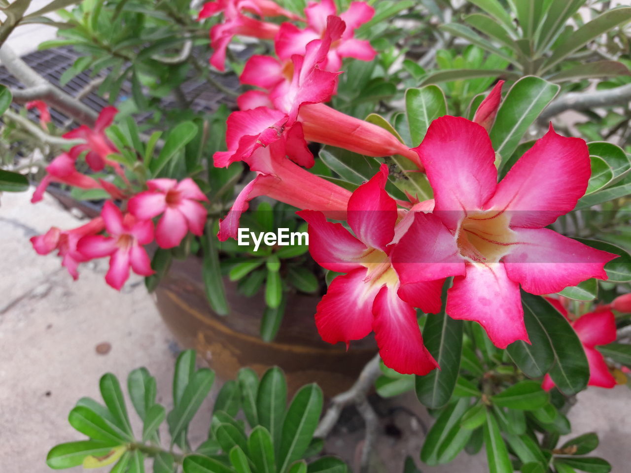 CLOSE-UP OF PINK AND POTTED PLANT