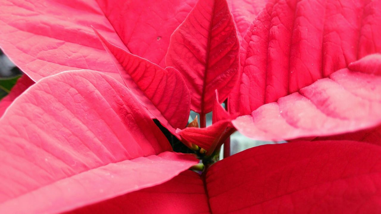 Close-up of poinsettia in back yard