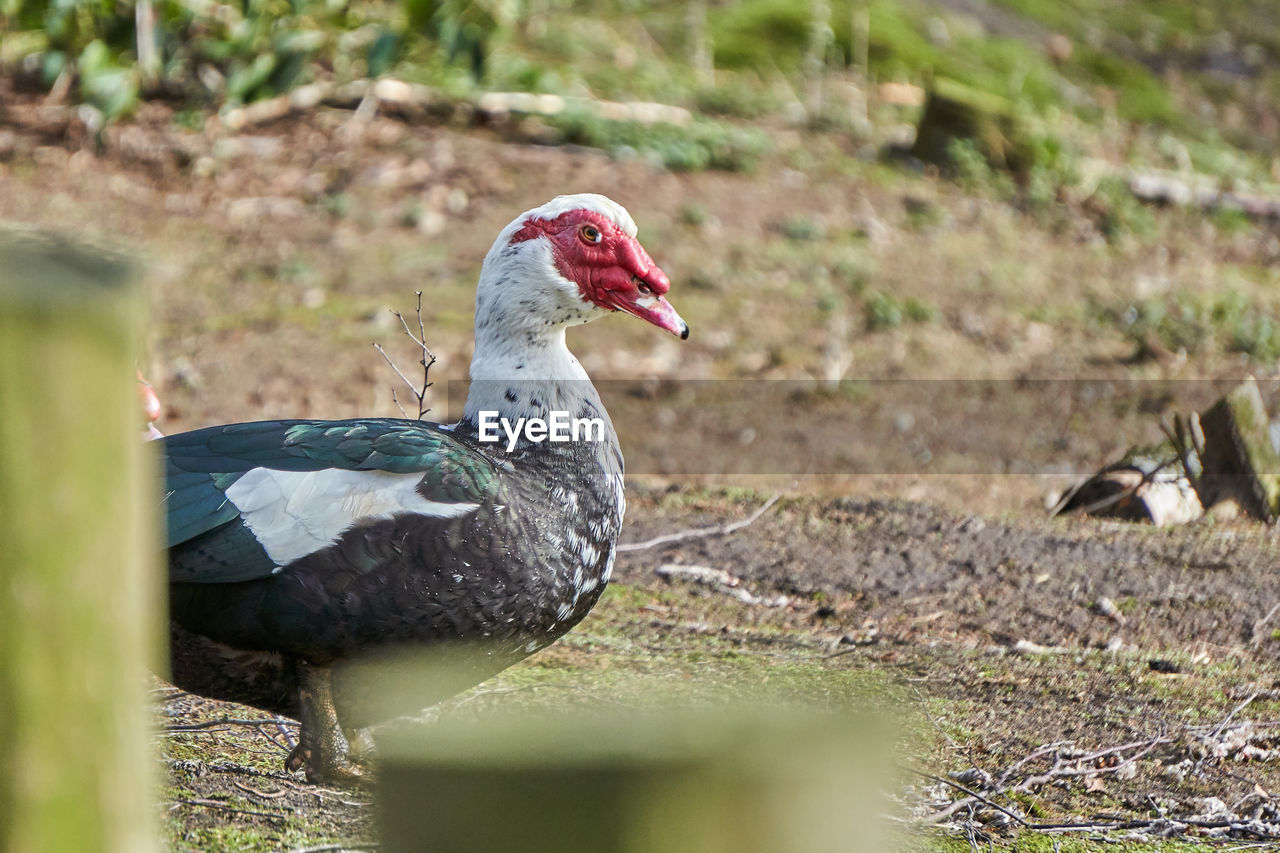 Close-up of bird on field