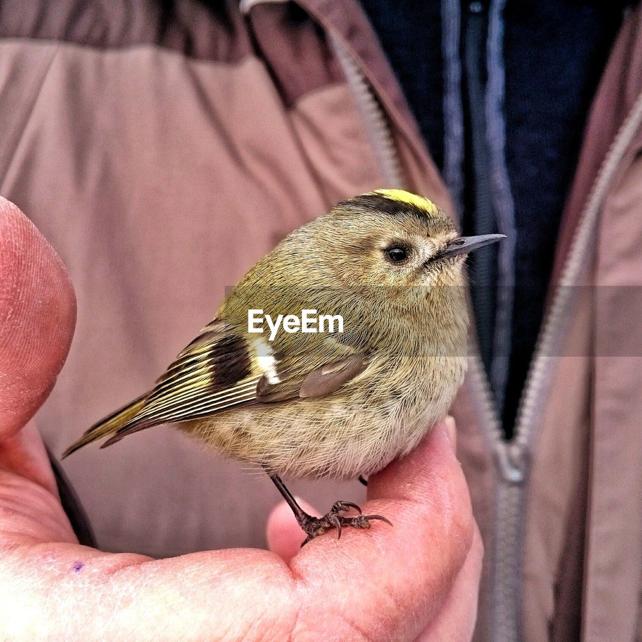 Close-up of bird perching on hand