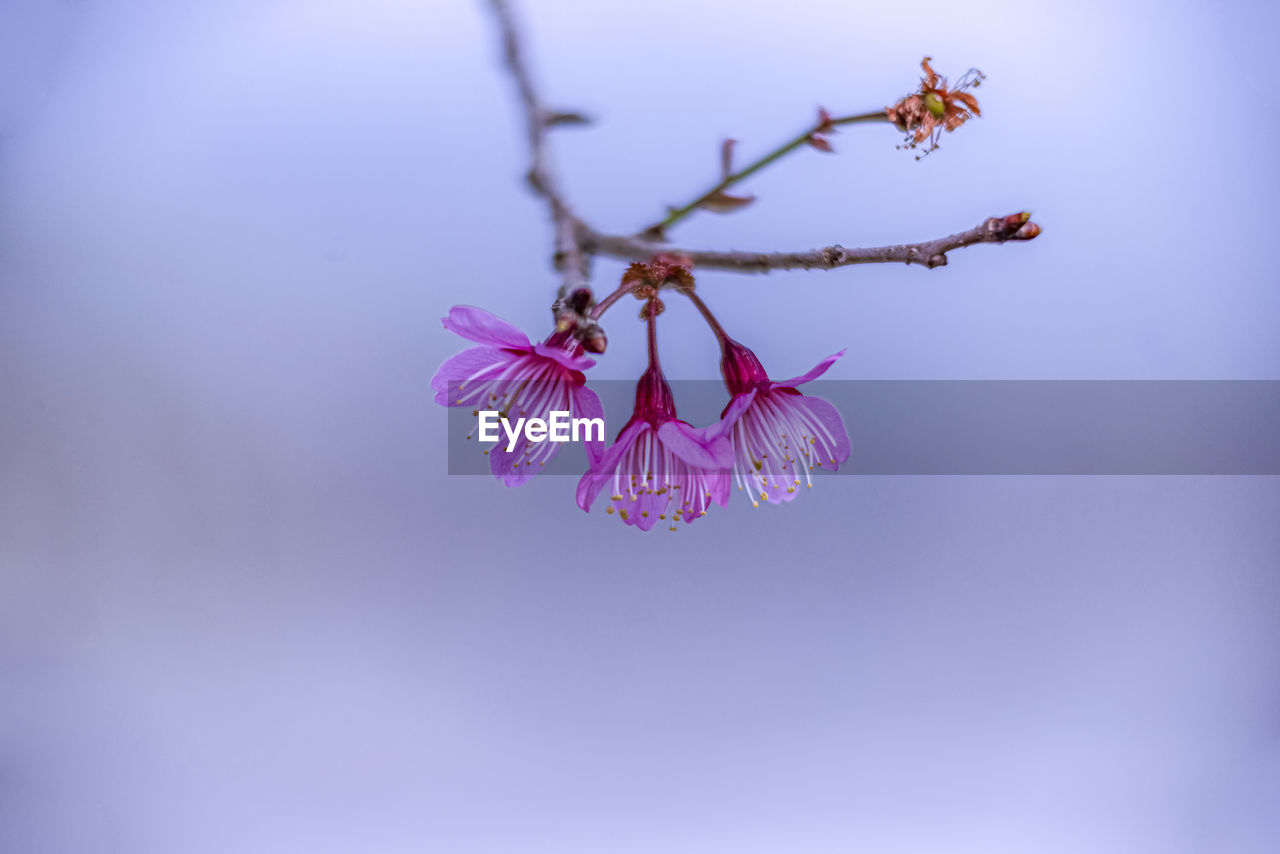 flower, plant, blossom, nature, beauty in nature, flowering plant, pink, fragility, branch, macro photography, freshness, no people, tree, purple, close-up, leaf, outdoors, springtime, sky, growth, petal, blue, copy space, tranquility, flower head, inflorescence, day
