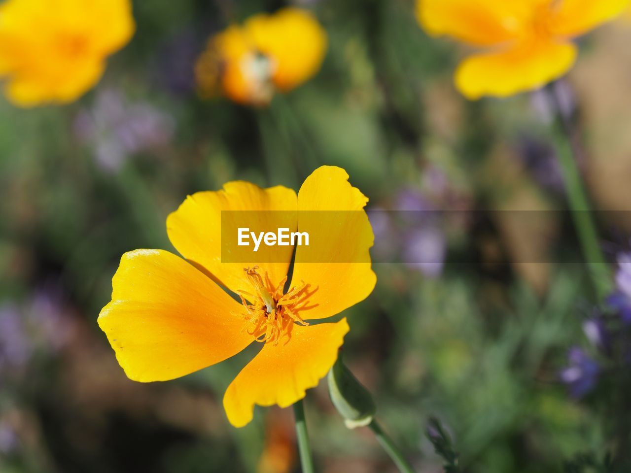 CLOSE-UP OF YELLOW FLOWER BLOOMING