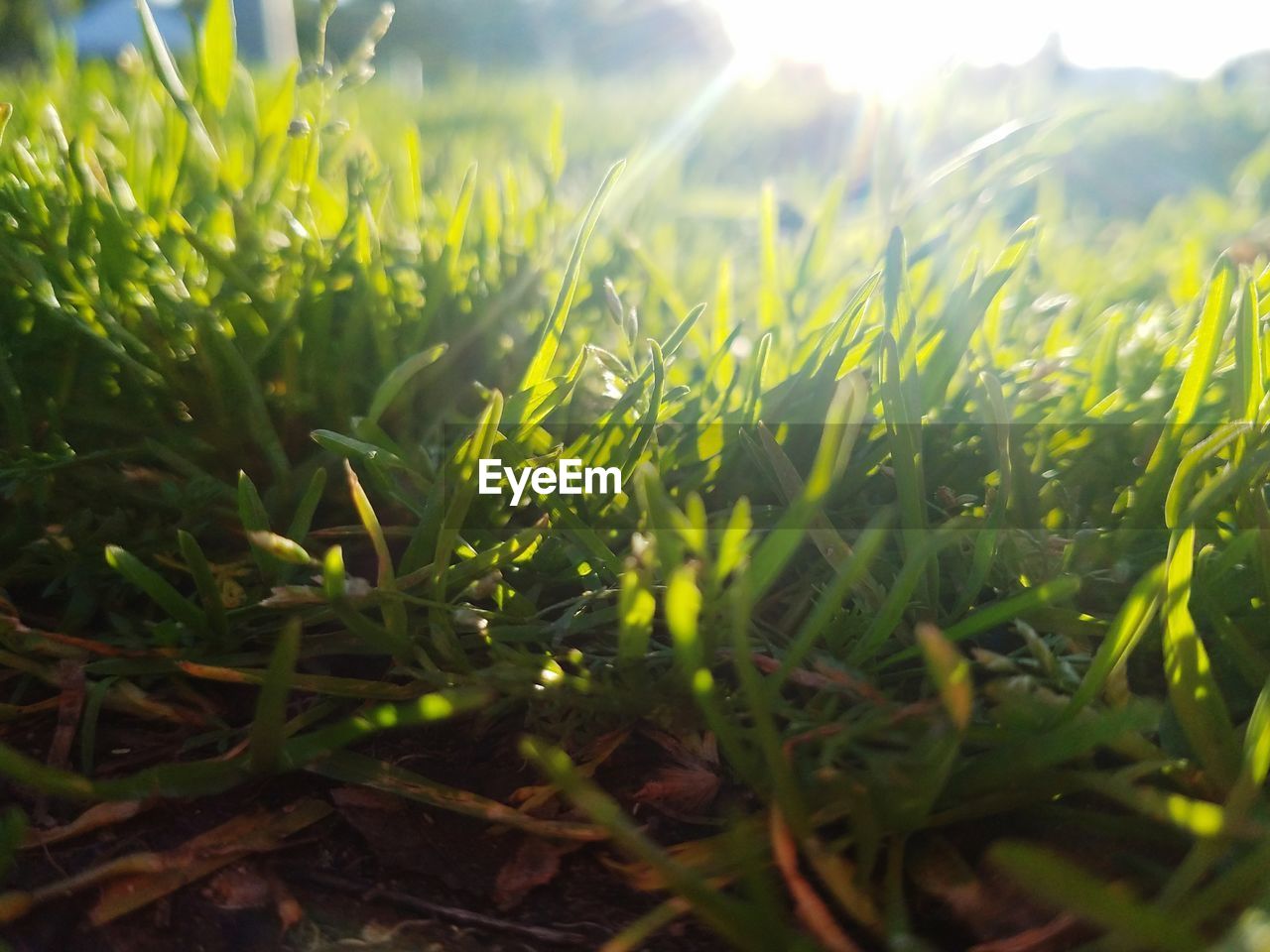 Close-up of fresh green grass in field