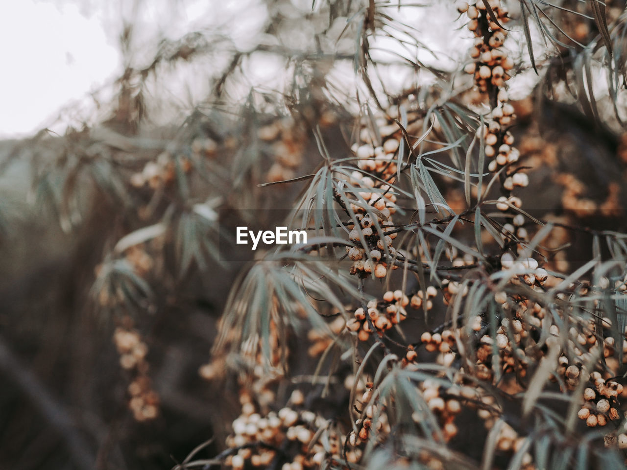 Close-up of dry leaves on branch