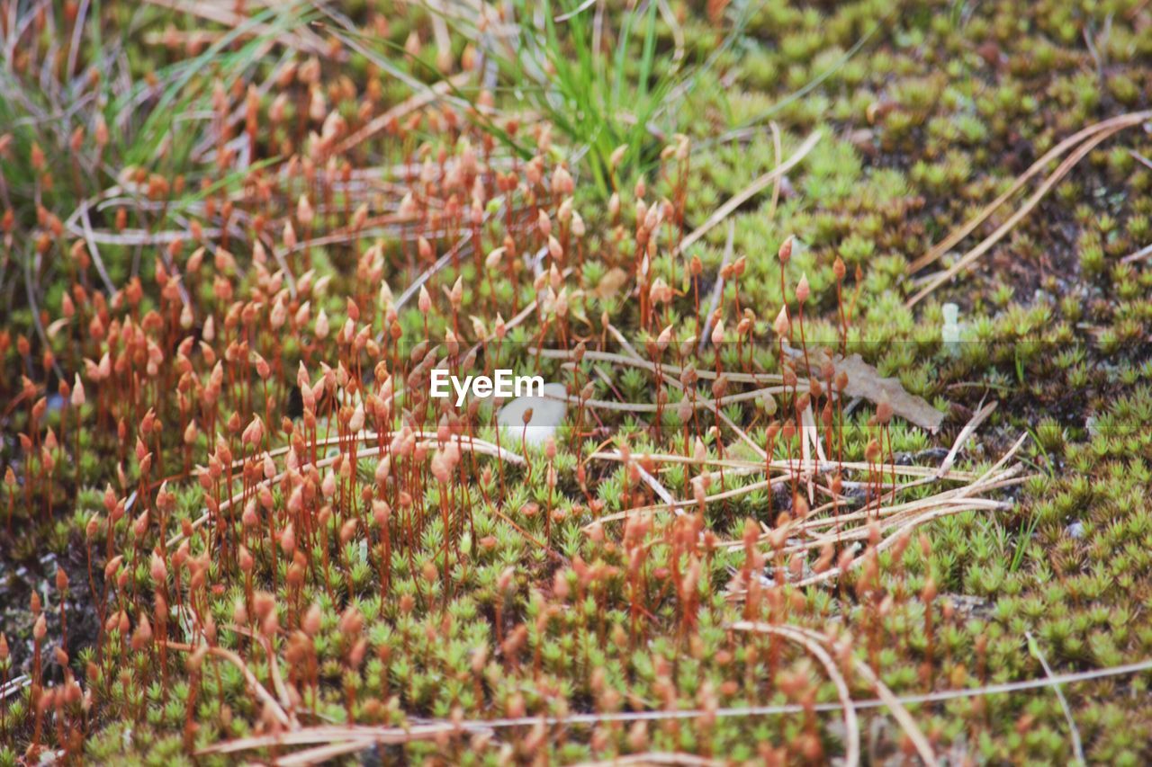 Full frame shot of moss growing on field