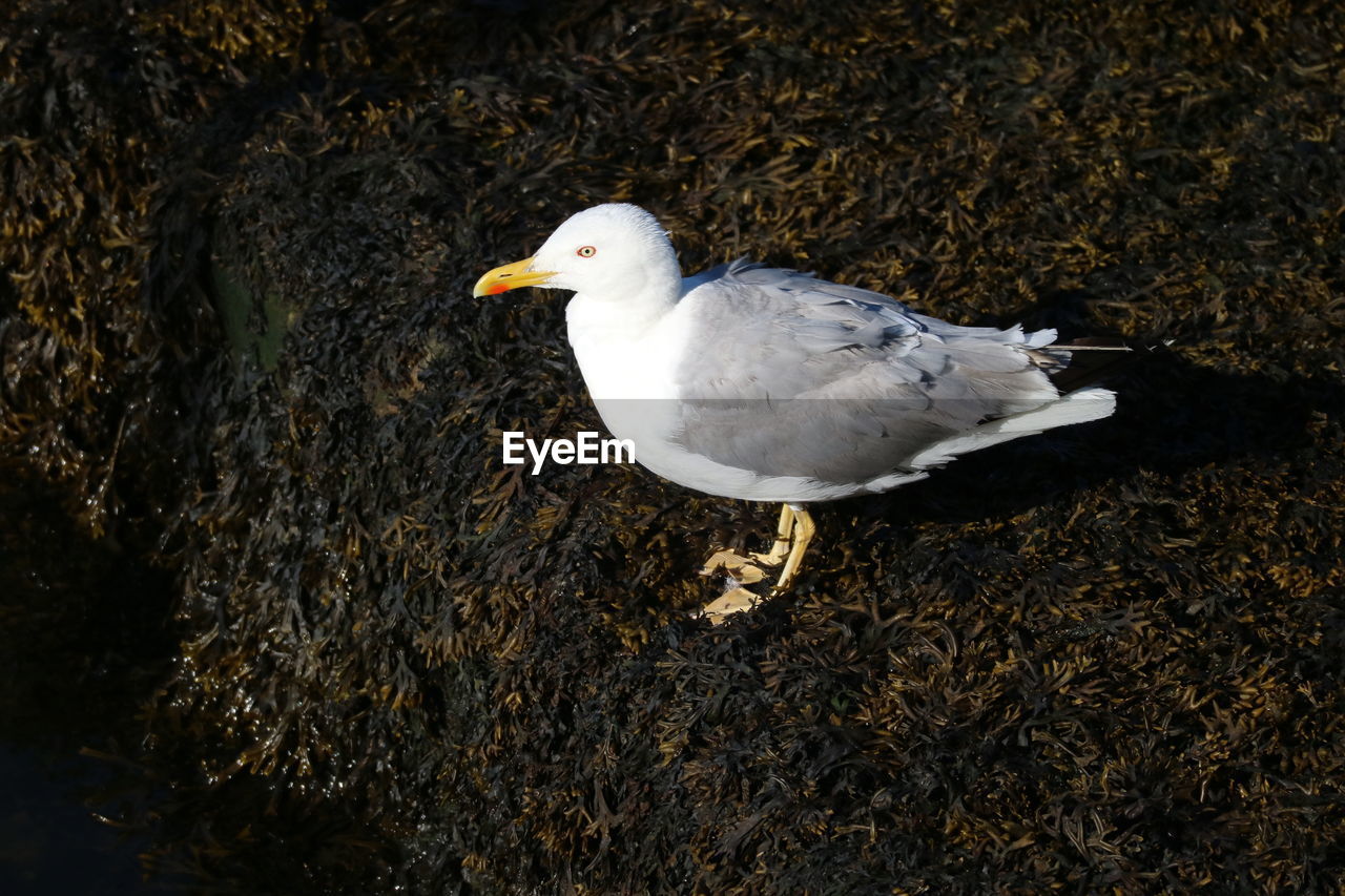 SEAGULL PERCHING ON A LAND