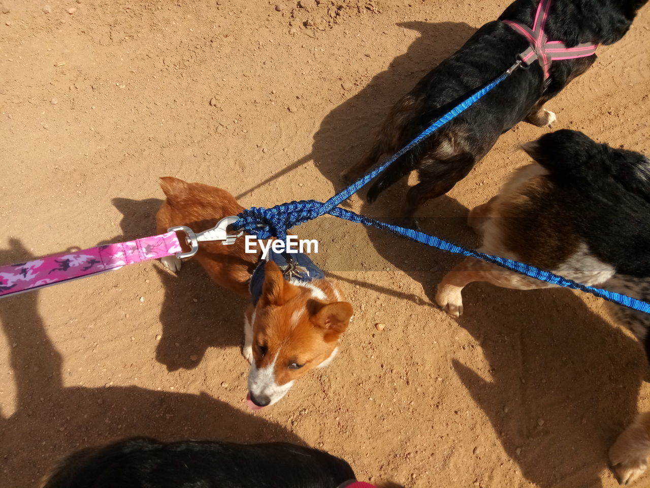 HIGH ANGLE VIEW OF DOG WITH SHADOW ON STREET