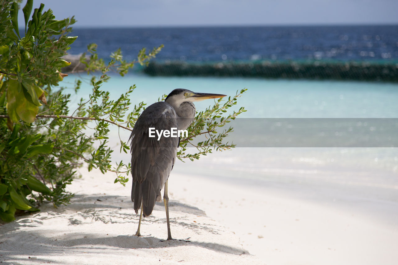 VIEW OF BIRD PERCHING ON A BEACH