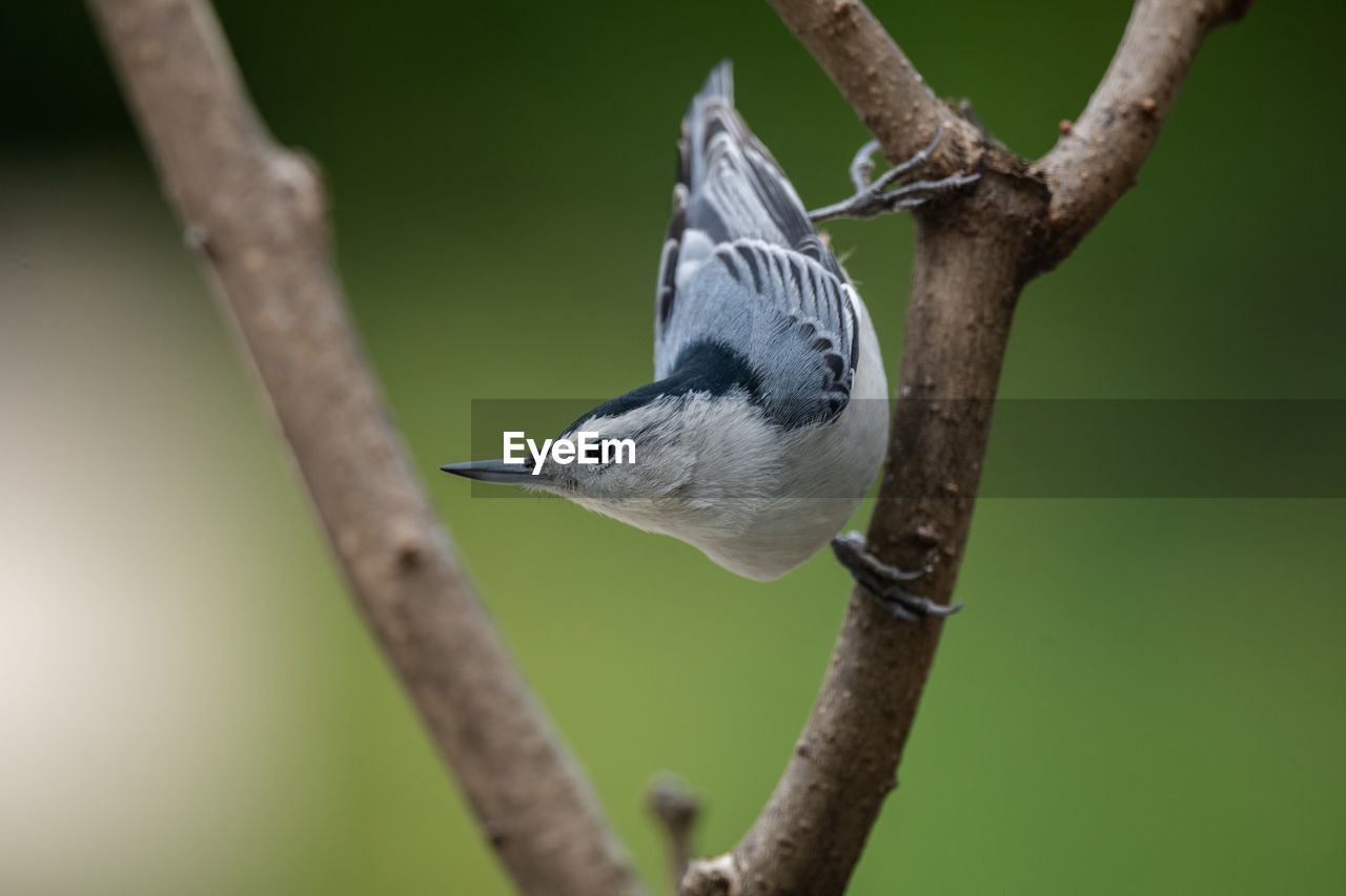 VIEW OF BIRD PERCHING ON BRANCH