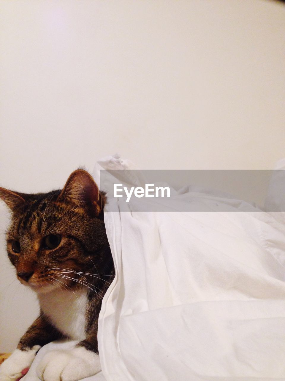 Cat covered with white blanket against white background