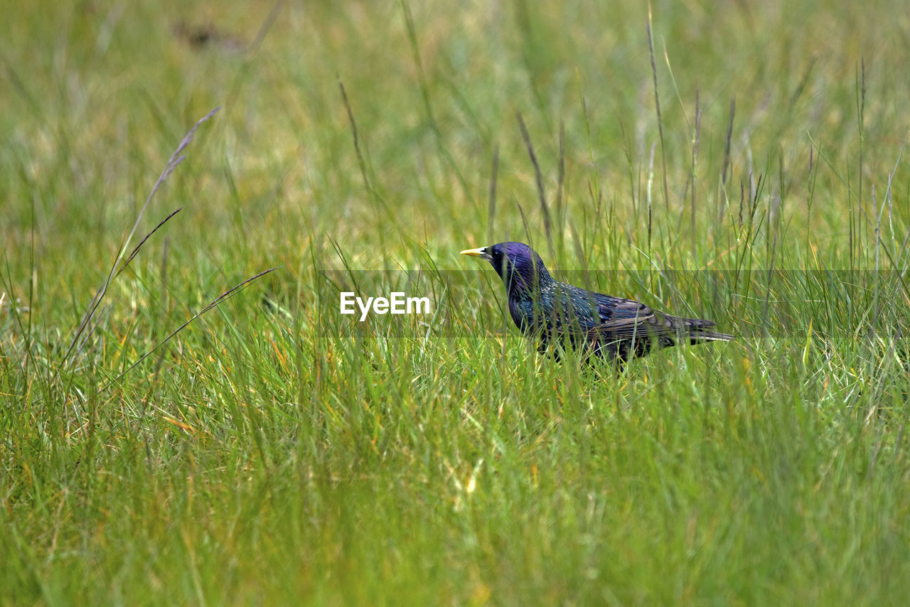 BIRD IN A FIELD