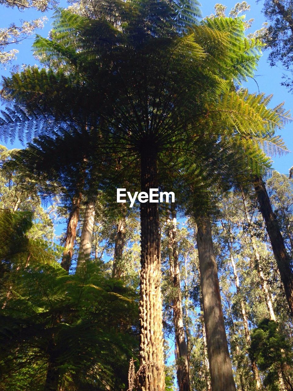 LOW ANGLE VIEW OF TREES AGAINST SKY