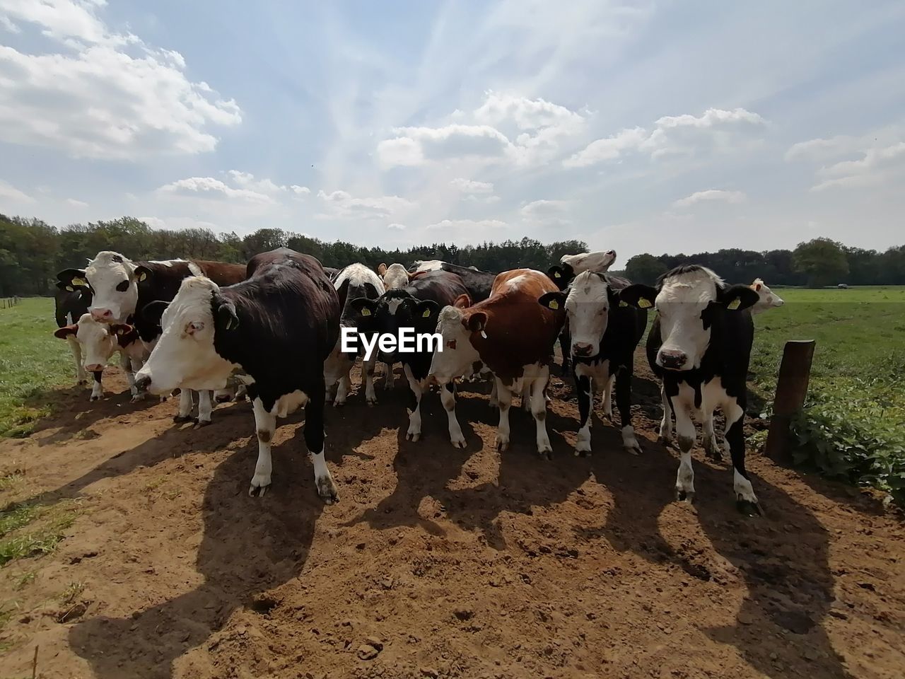 COWS GRAZING IN FIELD