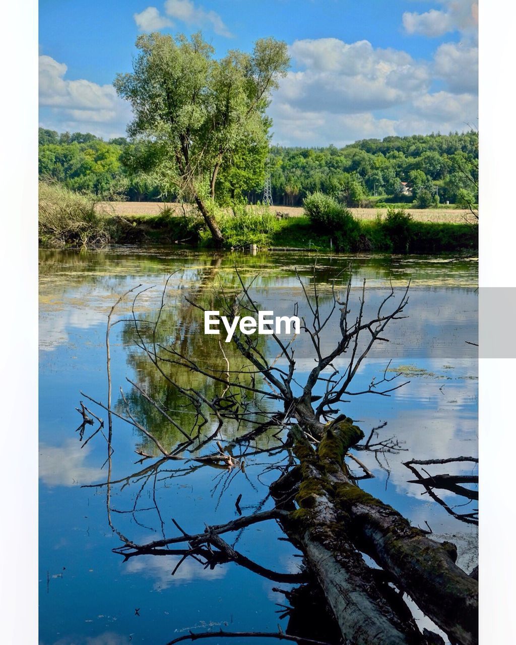 TREES BY LAKE AGAINST SKY