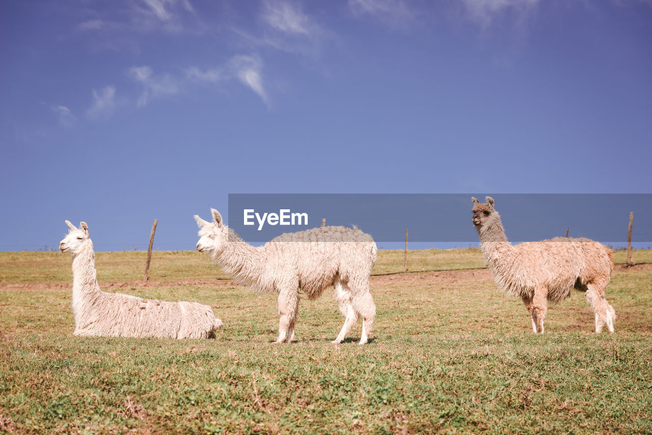 Llamas standing in a field