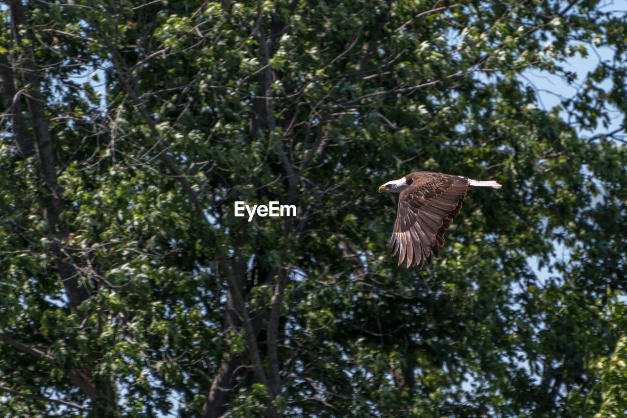 LOW ANGLE VIEW OF EAGLE FLYING IN TREE