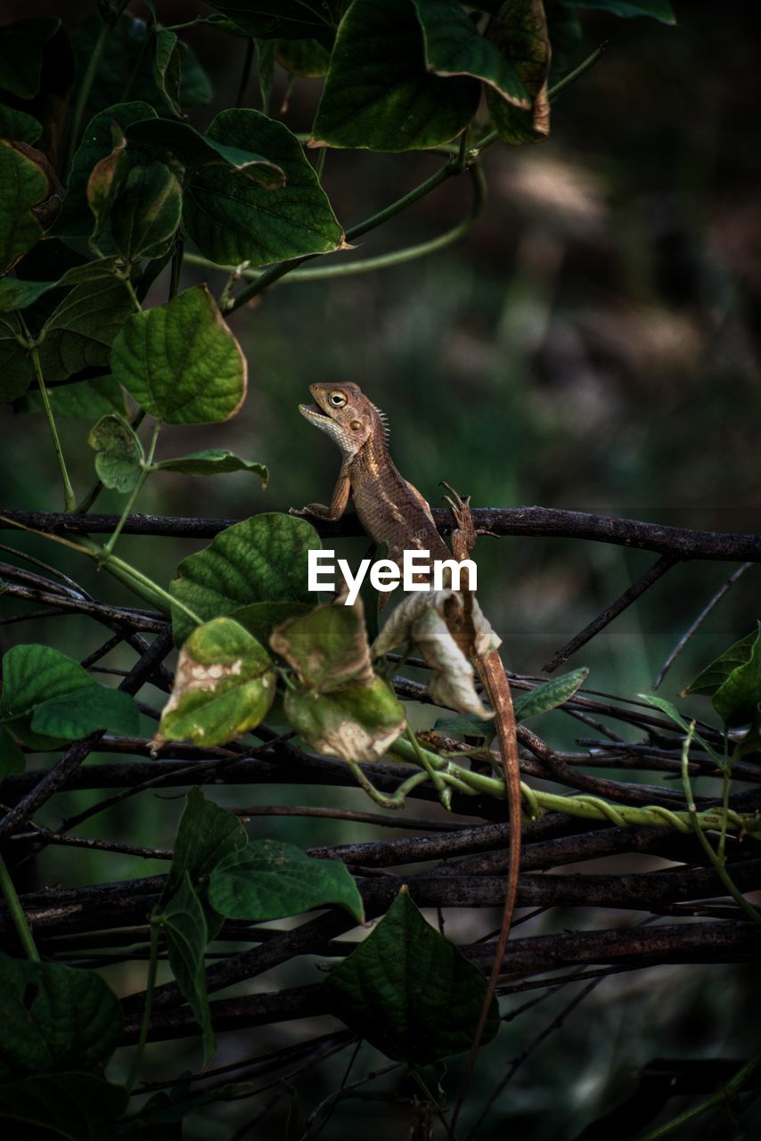 CLOSE-UP OF LIZARD ON PLANT