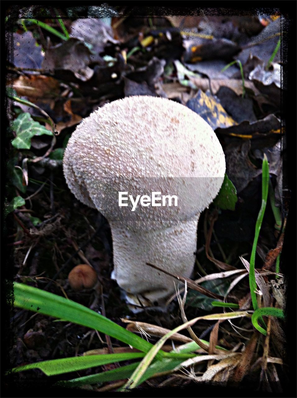 CLOSE-UP OF MUSHROOM ON FIELD