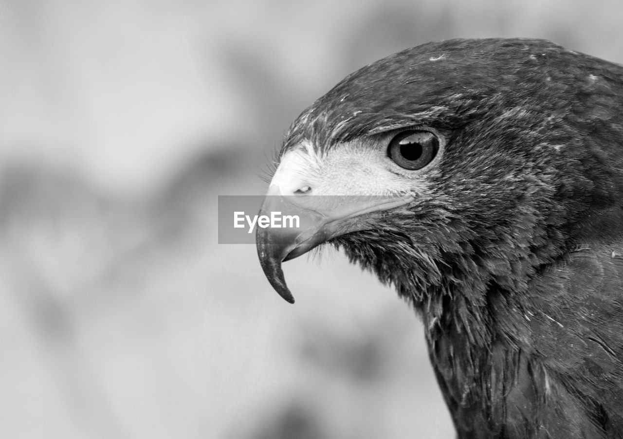 CLOSE-UP OF BIRD