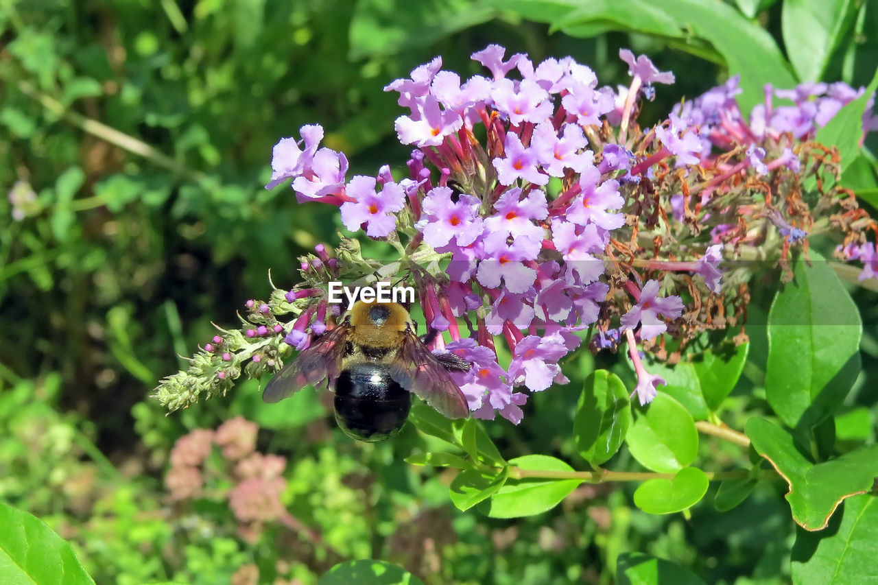 Close-up of bumble bee on purple flowers in garden