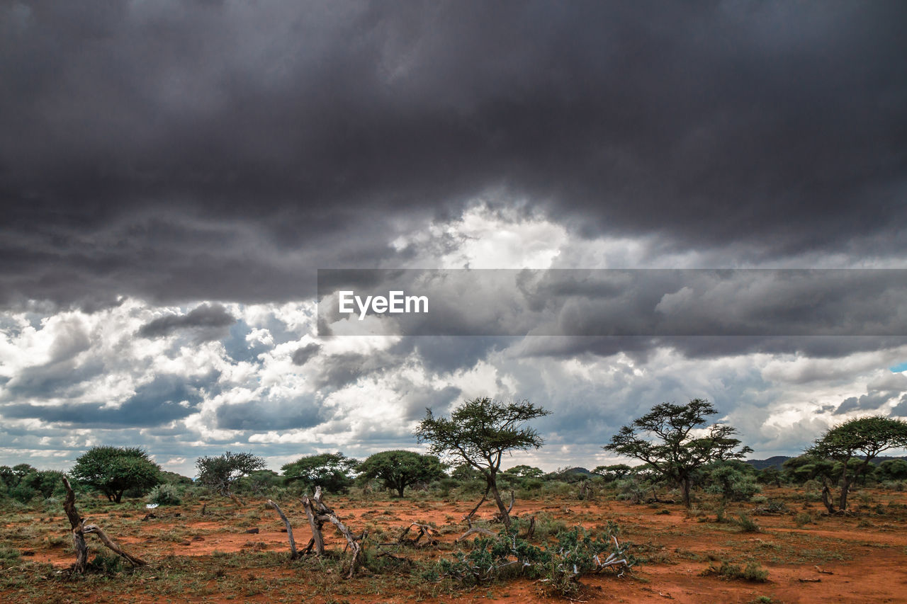 Trees on field against cloudy sky