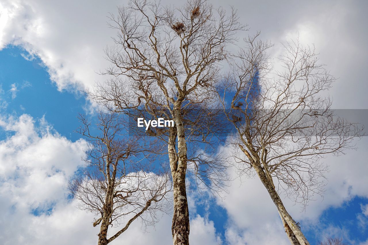 LOW ANGLE VIEW OF BARE TREES AGAINST SKY