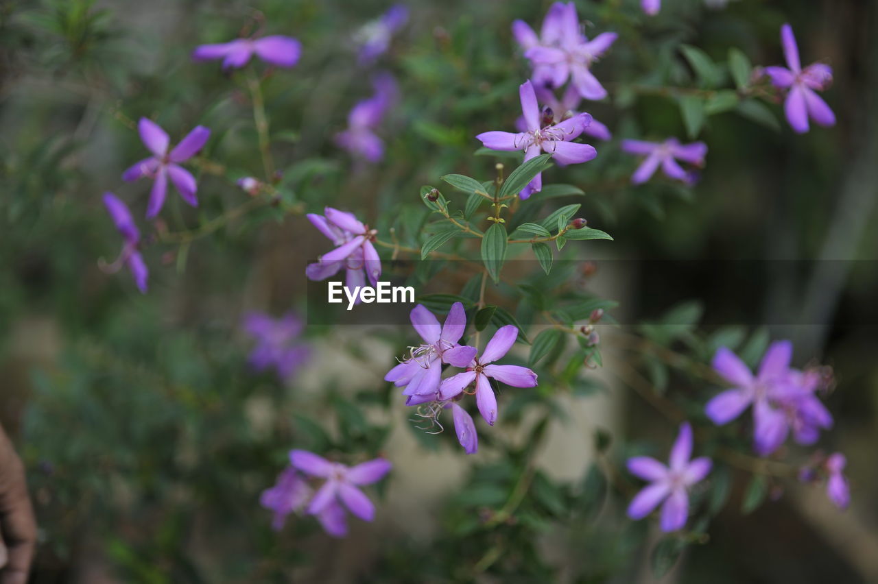 Close-up of purple flowering plants in park