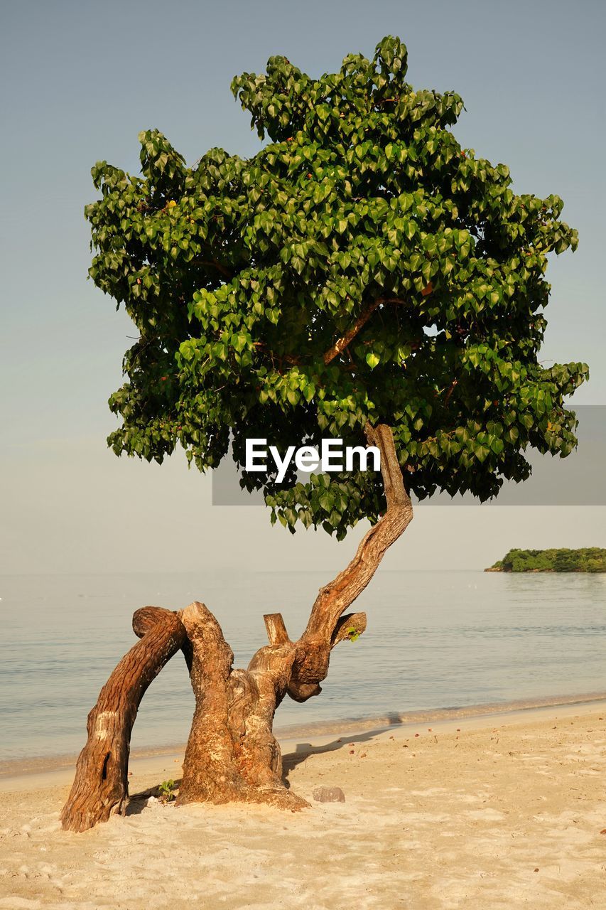 Tree by sea against sky