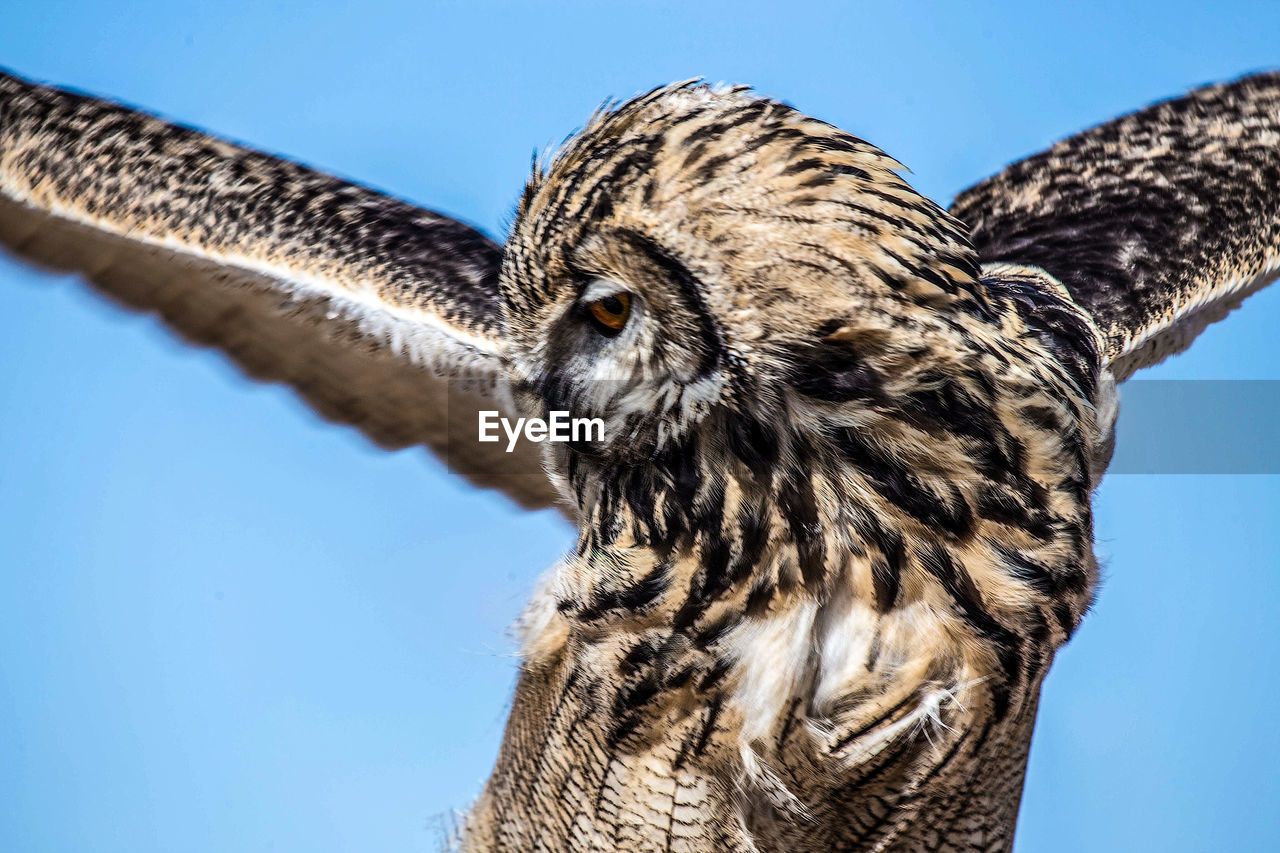 Close-up of bird against clear sky