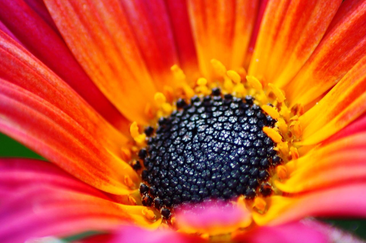 Close-up of coneflower blooming outdoors