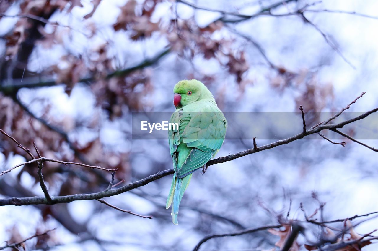 LOW ANGLE VIEW OF PARROT PERCHING ON TREE BRANCH