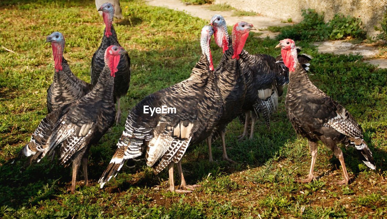 Close-up of turkeys at meadow