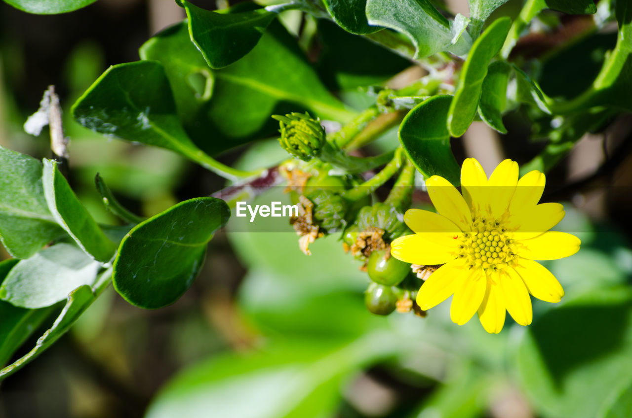 CLOSE-UP OF YELLOW FLOWER