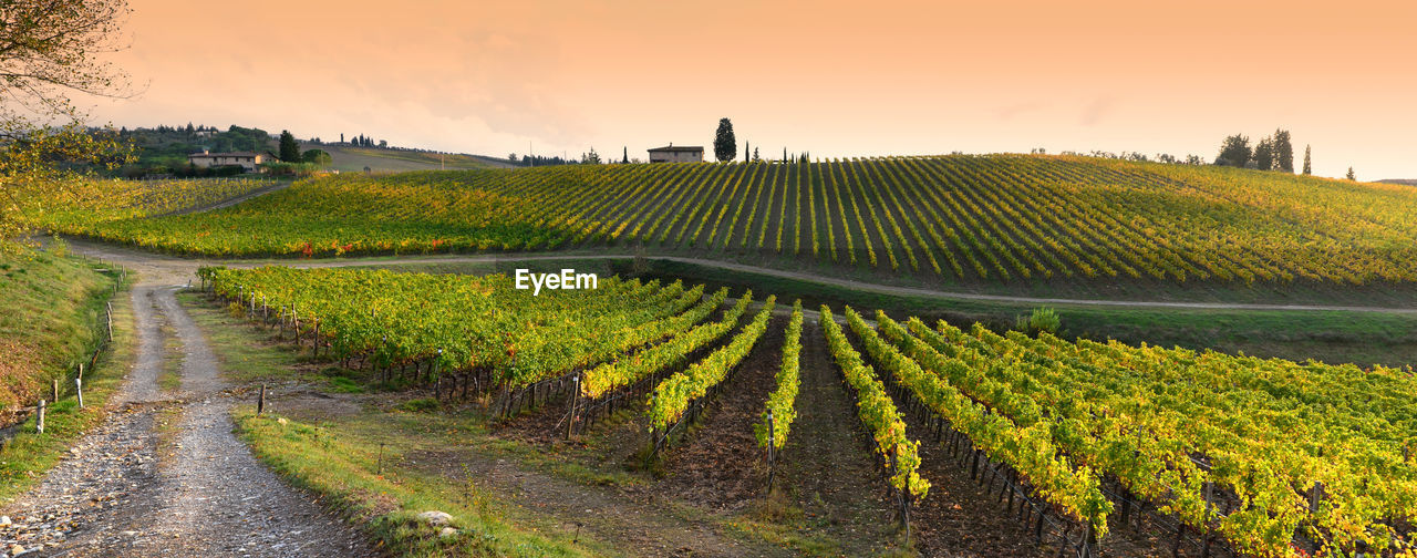 PANORAMIC VIEW OF VINEYARD AGAINST SKY