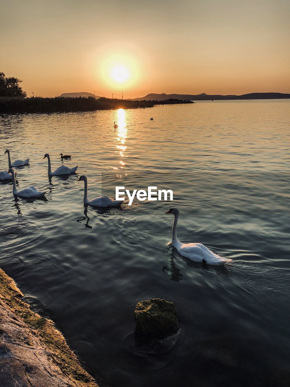 VIEW OF SWANS SWIMMING IN LAKE