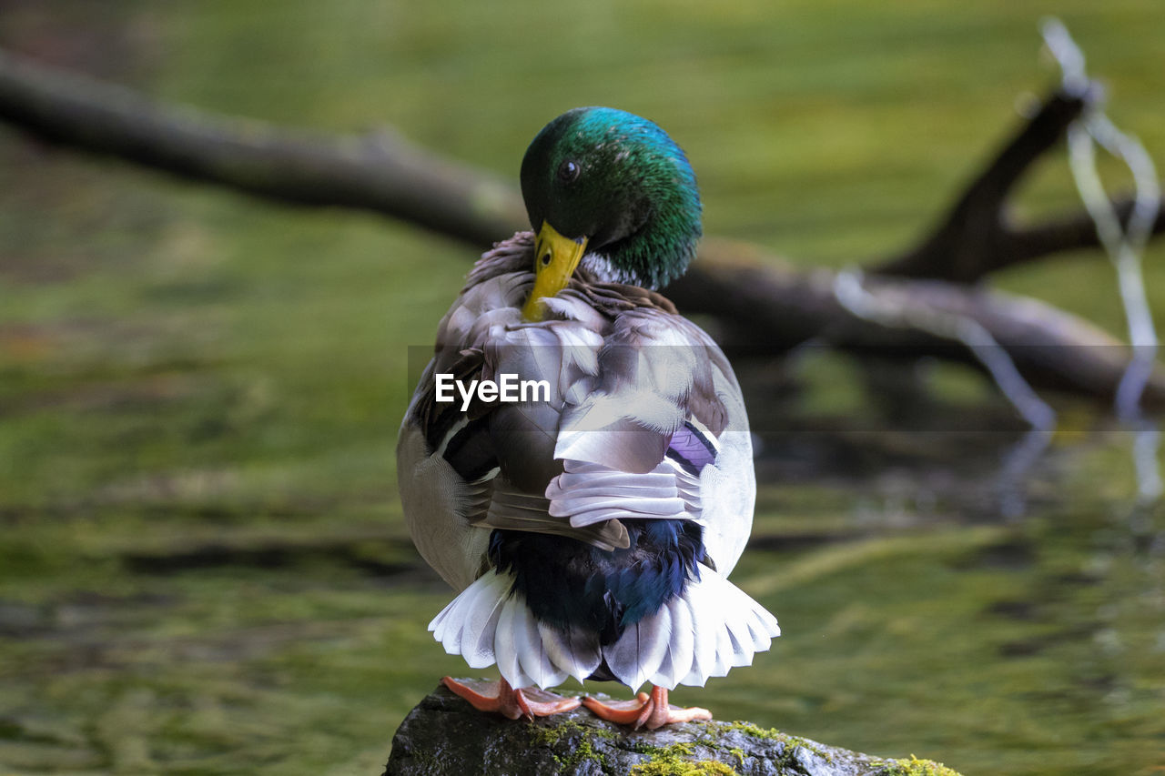 Close-up of mallard bird perching on a tree