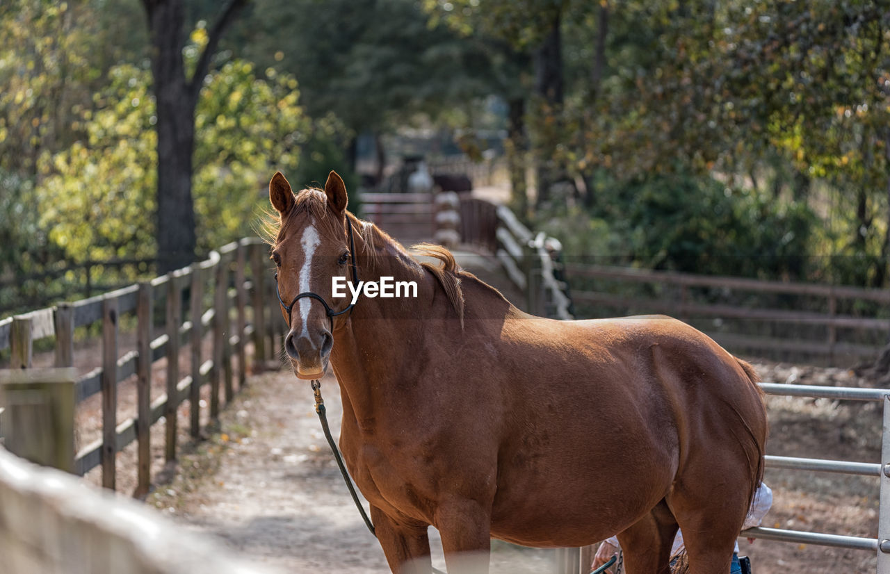 Horse standing by fence