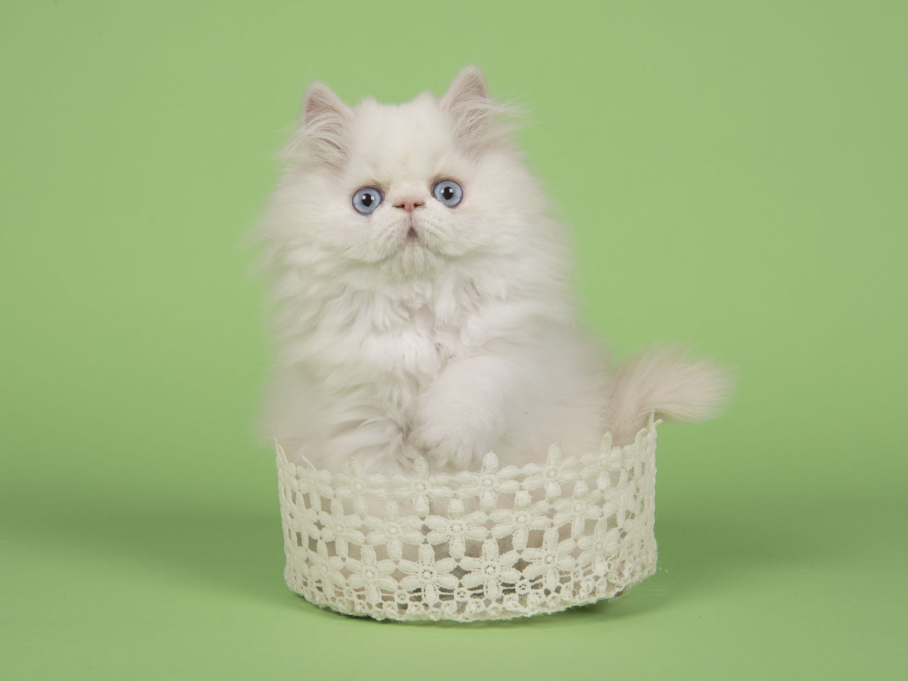 PORTRAIT OF WHITE KITTEN