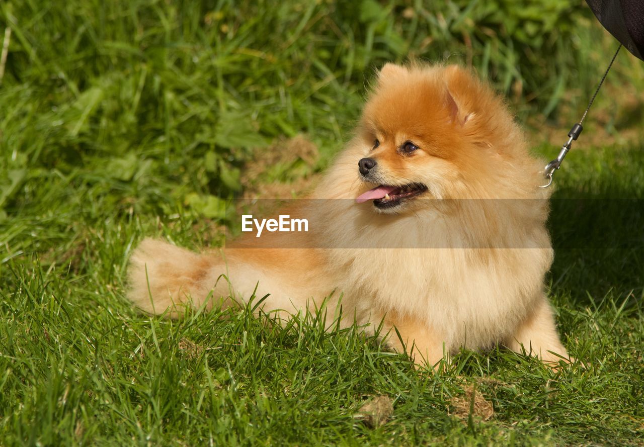 Portrait of dog sitting on grass