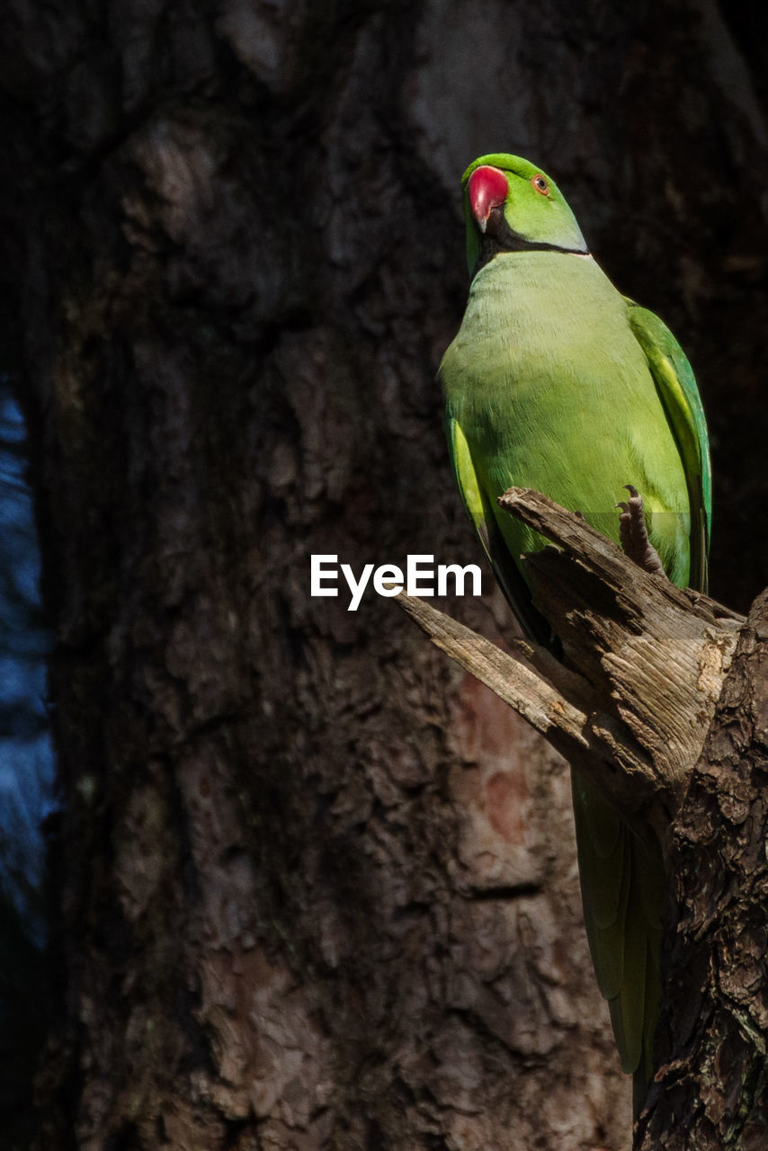 animal themes, animal, bird, pet, tree, animal wildlife, green, one animal, wildlife, parrot, beak, tree trunk, perching, plant, trunk, nature, branch, no people, parakeet, forest, outdoors, beauty in nature, tropical bird, environment, full length, focus on foreground, land