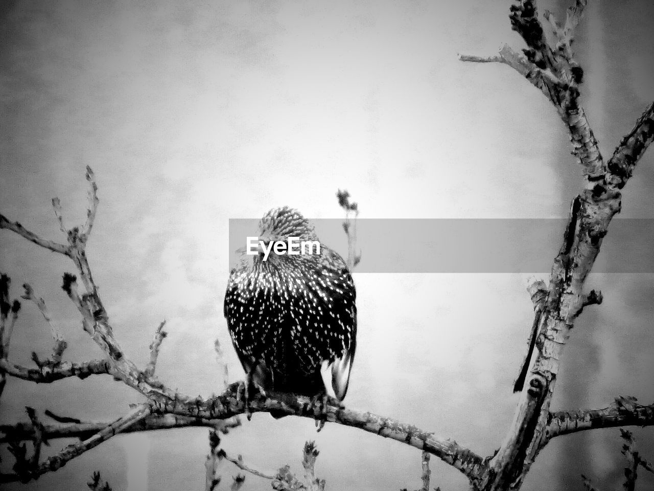 bird, animal themes, animals in the wild, perching, one animal, animal wildlife, low angle view, day, no people, branch, nature, outdoors, tree, sky, beauty in nature, close-up