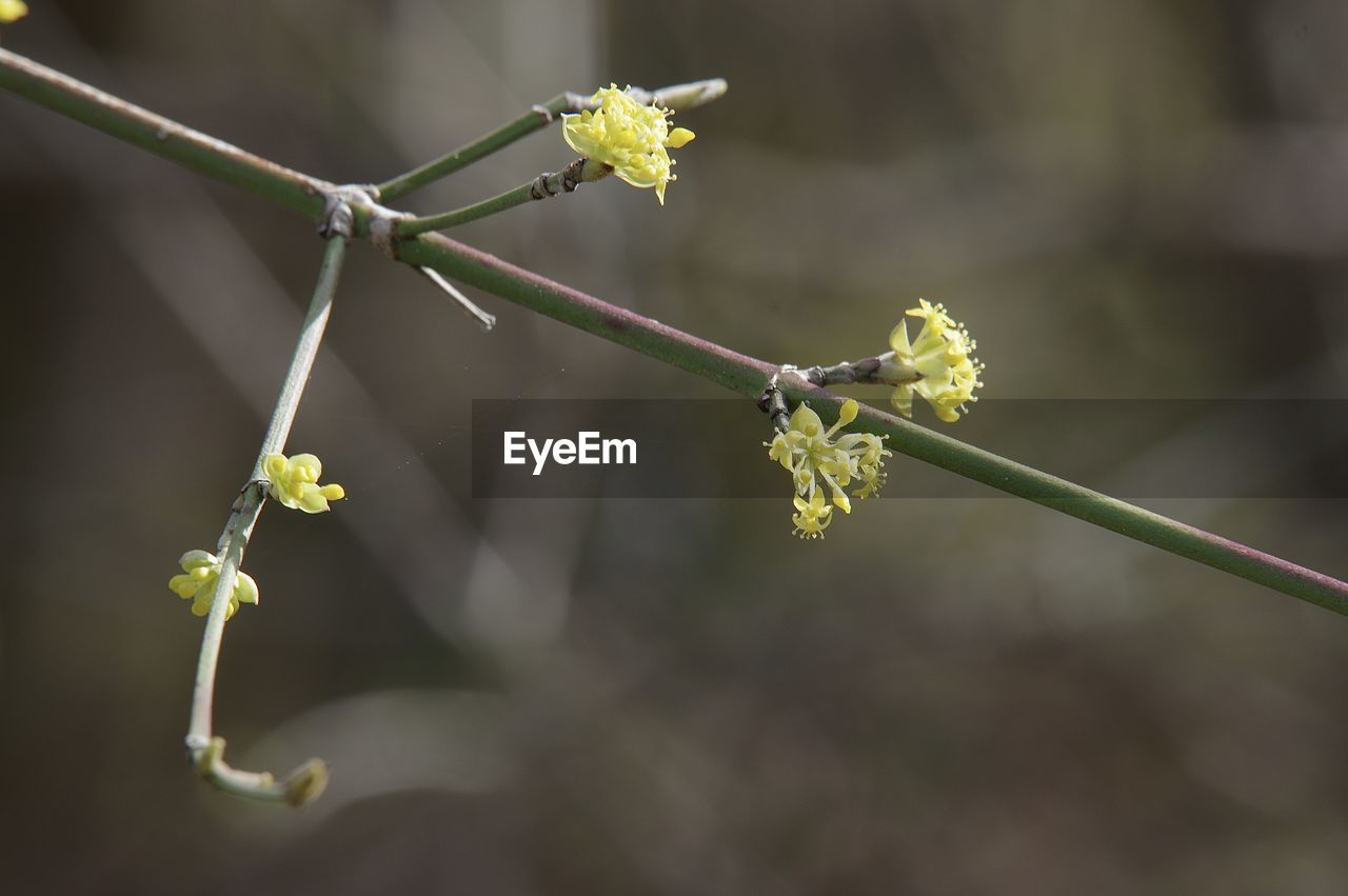 Close-up of yellow flowering plant