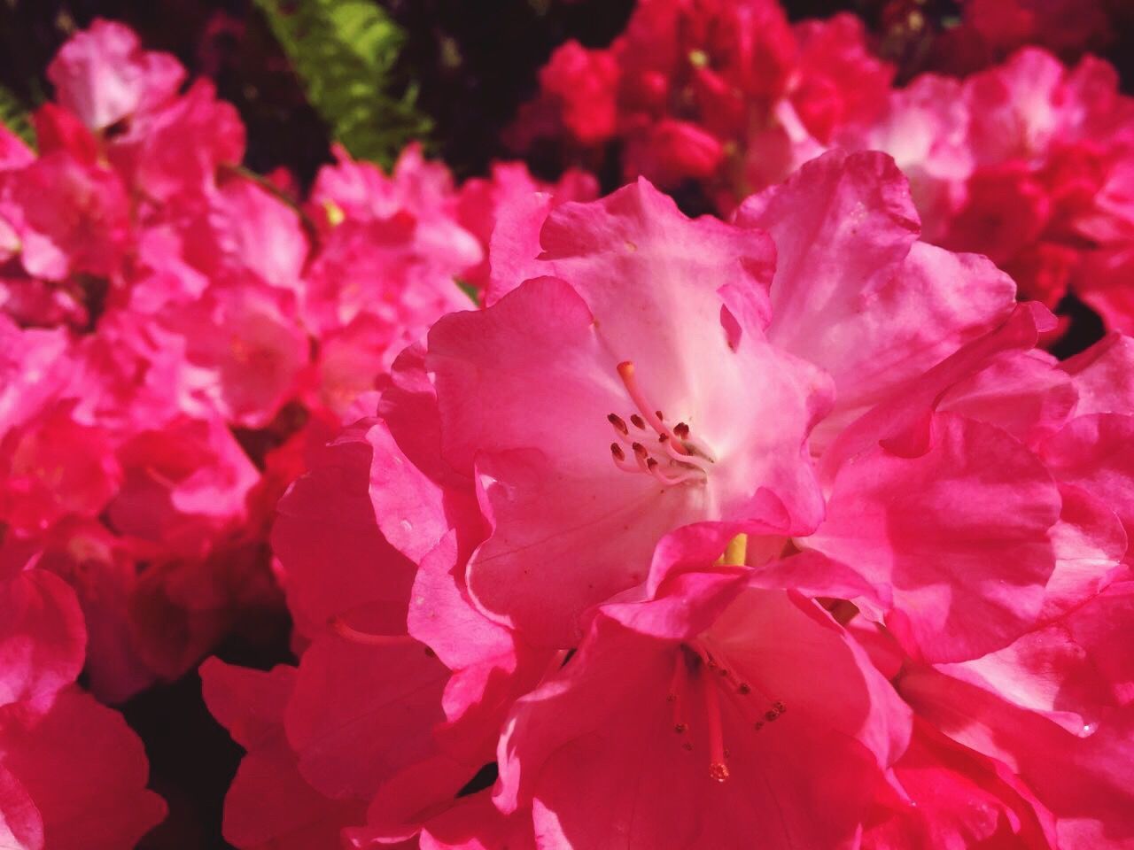 PINK FLOWERS