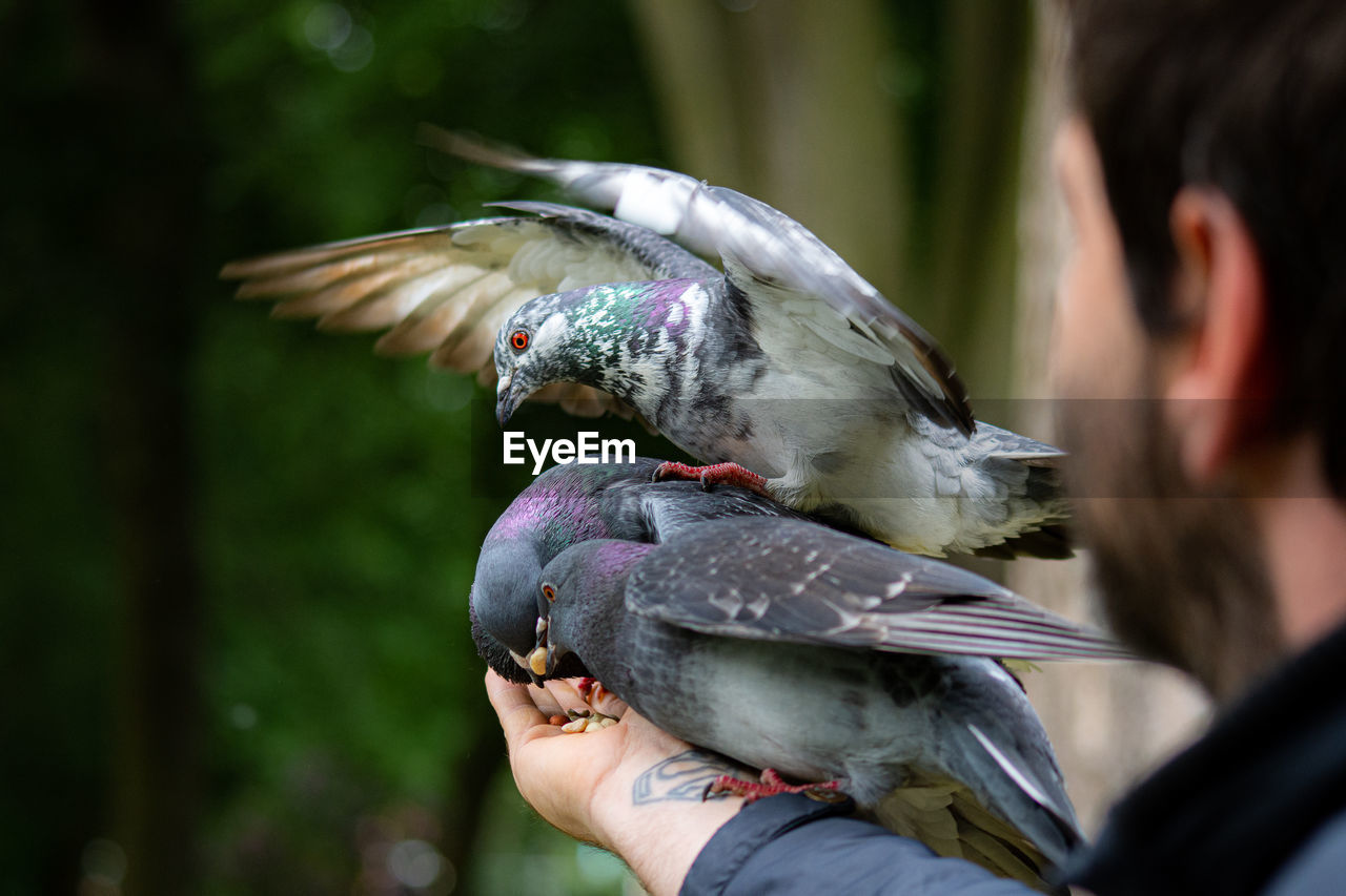 Pigeons eating nuts from hand