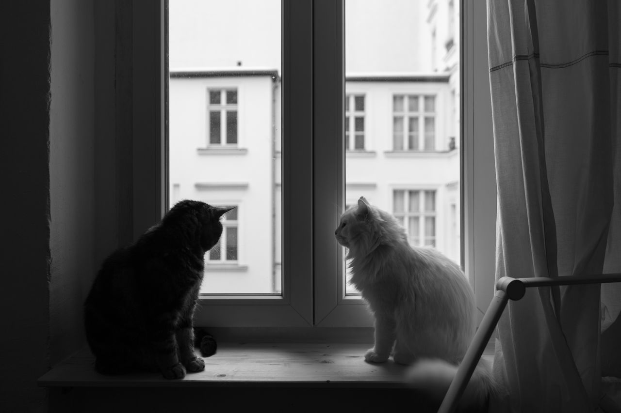 black, animal themes, animal, mammal, white, window, domestic animals, pet, black and white, one animal, monochrome, sitting, indoors, monochrome photography, darkness, dog, canine, no people, window sill, cat, feline, day, light, home interior, looking, domestic cat