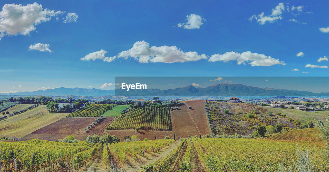 PANORAMIC VIEW OF FIELD AGAINST SKY