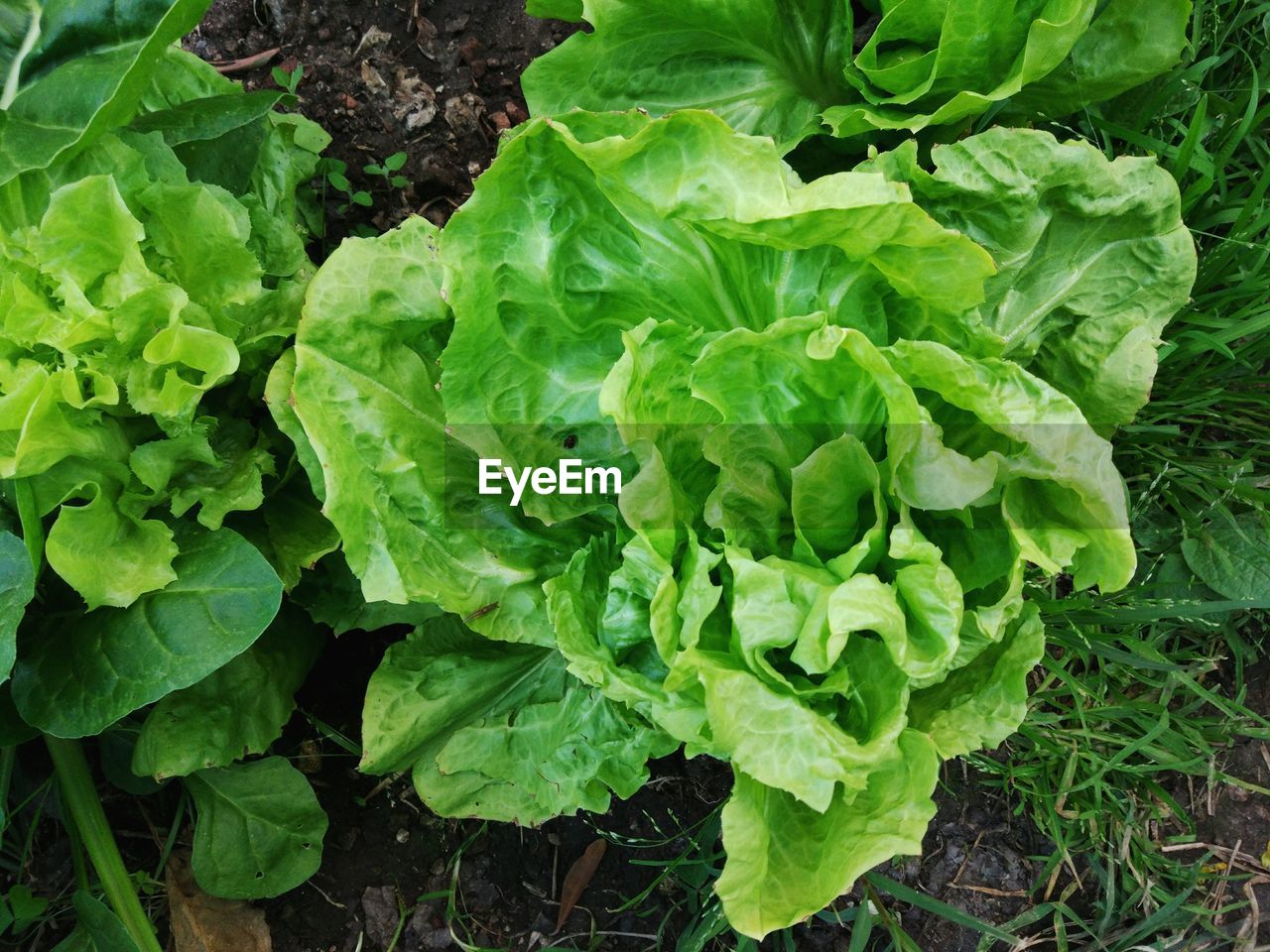 HIGH ANGLE VIEW OF FRESH GREEN PLANTS GROWING IN FIELD