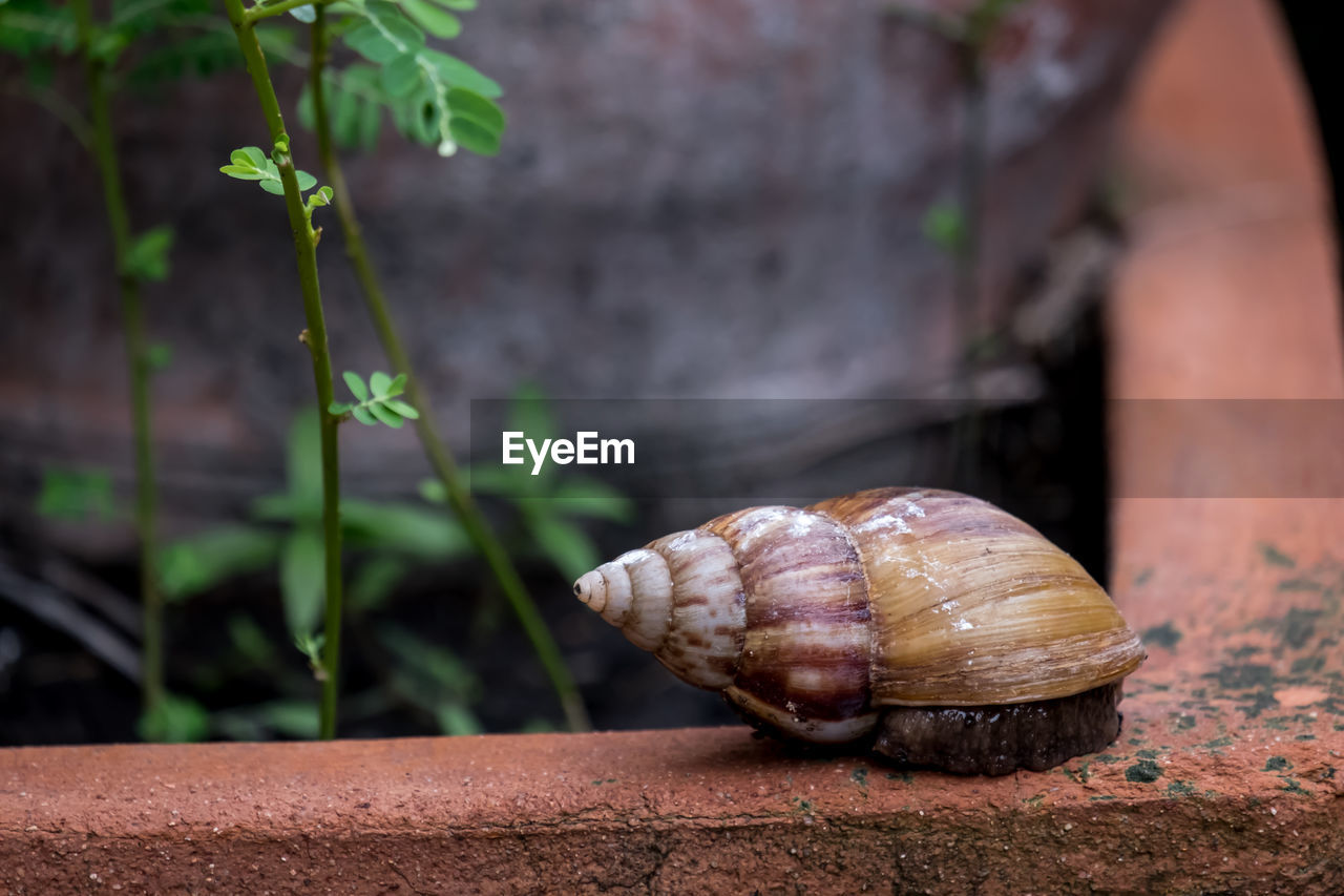 Close-up of snail on wall