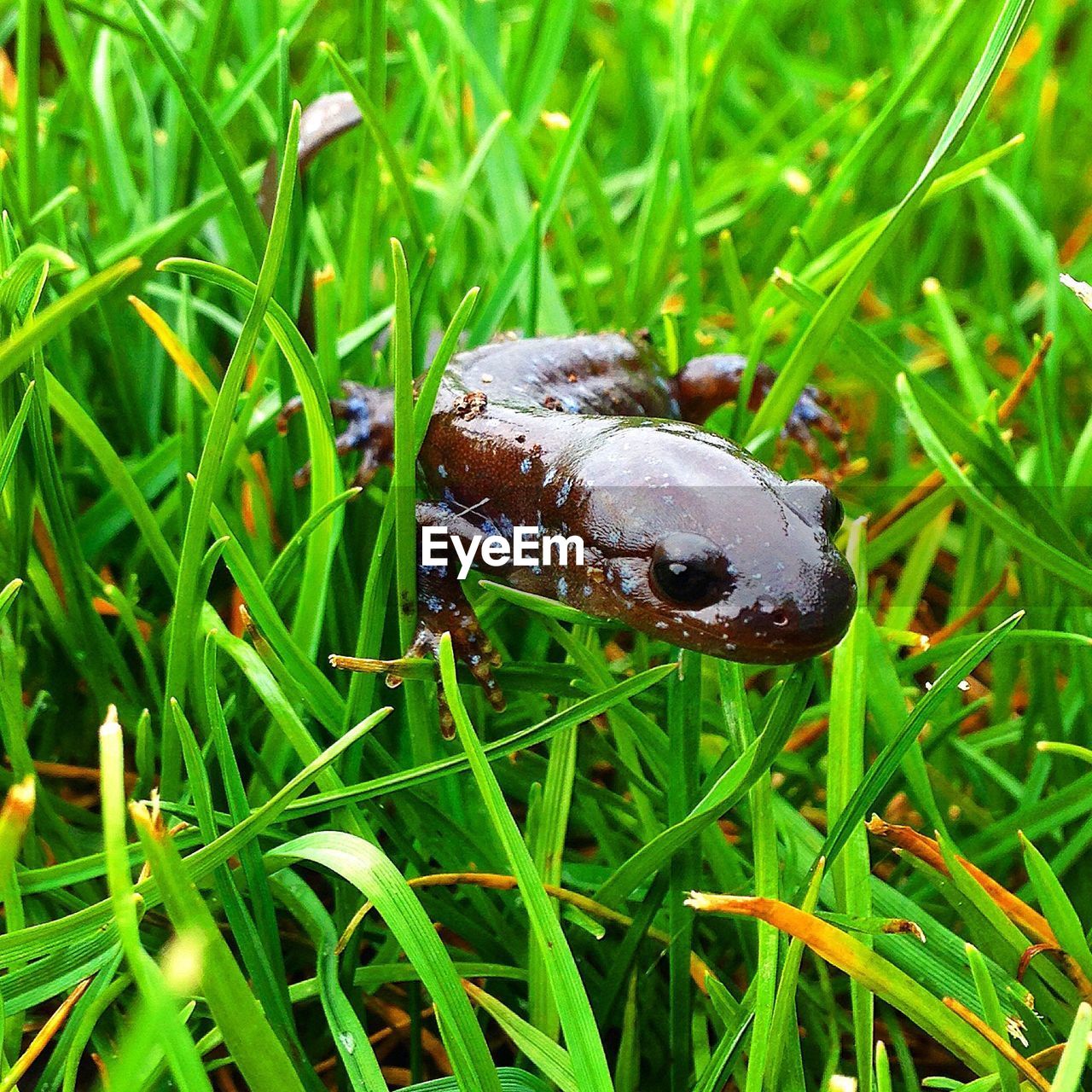 Close-up of salamander on grassy field